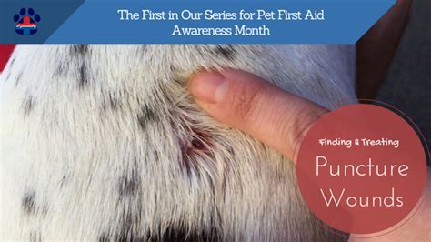 How To Treat A Puncture Wound On A Dog