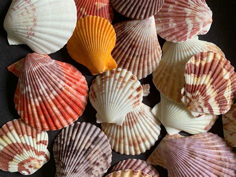 40 80mm Natural Seashells Mixed Color Beach Seashells Lot Of Sea