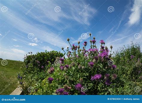 Pink Flower Bush In The Foreground Stock Photo Image Of Stones