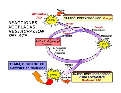 Arriba Imagen Mapa Mental Anabolismo Abzlocal Mx