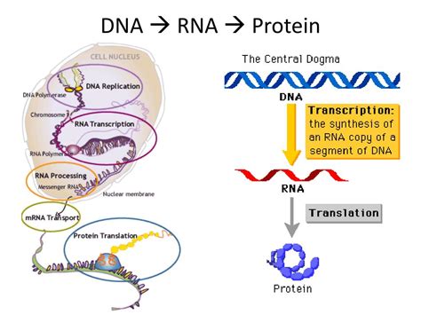 Ppt Protein Synthesis Powerpoint Presentation Free Download Id1984857