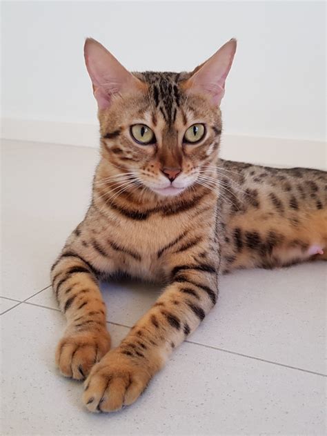 Visit an online cat breeder in nsw, queensland, act, northern territory, tasmania south australia, victoria and western australia. Kinglake Bengals - bengal kittens for sale Gold Coast ...