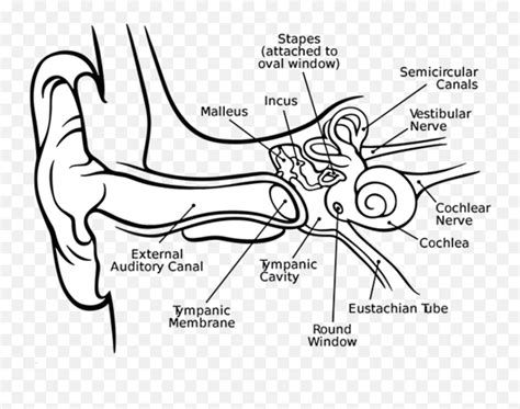 Cochlea Middle Ear Inner Eardrum Ears And Its Parts Anatomy Of The
