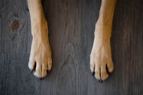 5 Natural Remedies For Dry Or Cracked Paws In Dogs