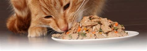 While cats do enjoy a varied selection of food and should be fed both dry and wet foods, canned cat food has the advantage of a high water content, which helps to keep your kitty hydrated. 10 Best Wet Cat Food Reviewed in 2020 | TheGearHunt