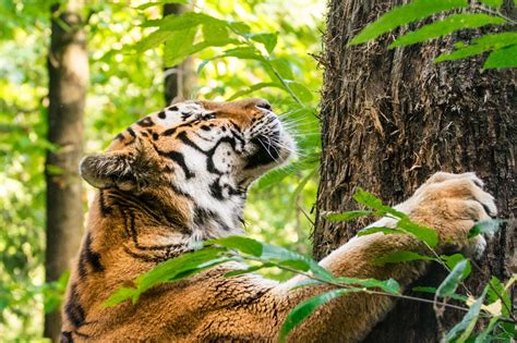 Tigers are the largest cat species and the third largest land carnivore after the polar bear and the brown bear. Tiger's Habitat: What do Tigers Eat? - Animal Sake