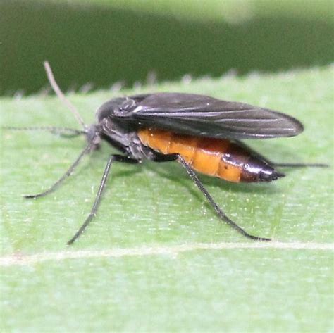 Fly Dark Winged Fungus Gnats Left Lateral Bugguidenet