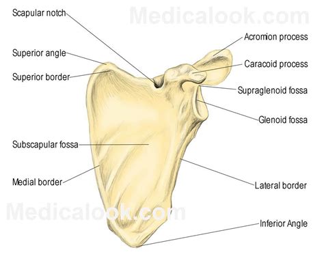 Fractures can occur in different areas of the scapula a person has two scapula bones, one on each side of the upper back, and each scapula connects to a clavicle (collarbone) to a. Lecture 8 (9/21/12) at University of Wisconsin - Madison - StudyBlue