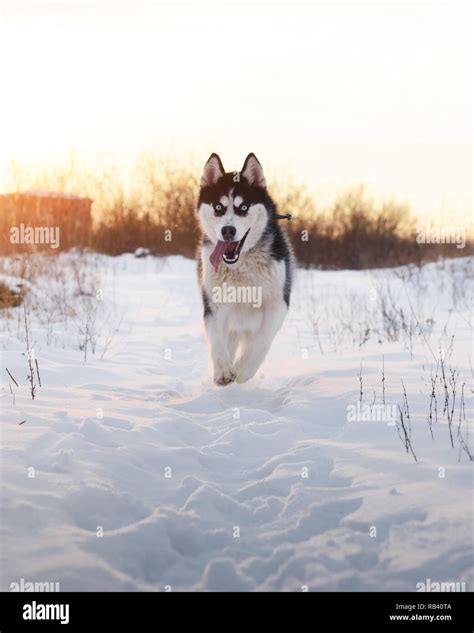 Siberian Husky Puppy Snow Hi Res Stock Photography And Images Alamy