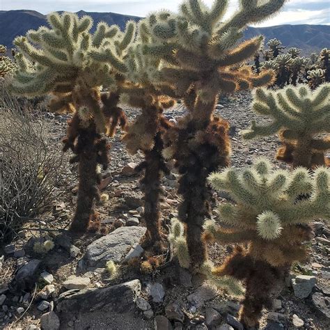 Jumping Cactus Photograph By Tracie Alexander Fine Art America