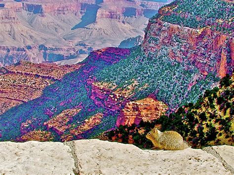 Ground Squirrels View Into Grand Canyon In Front Of Bright Angel Lodge