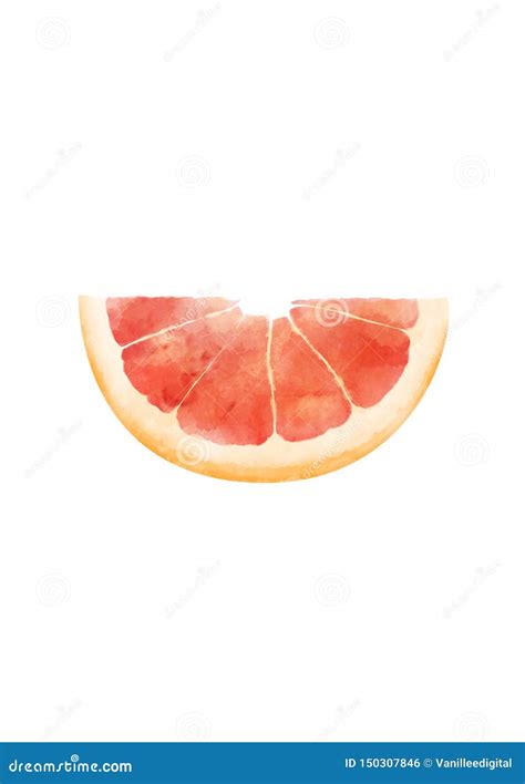Grapefruit Slice Watercolor Illustration Stock Illustration