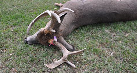 3 Reasons Why Deer Bag Limits Are An Indication Of Your States Herd