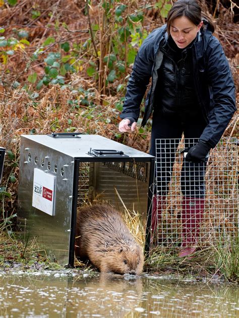 Beavers Are Reintroduced To Hampshire After 400 Years With Support From North Wessex Downs Aonb