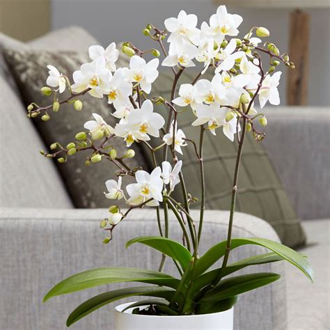 Buy Moth Orchid Phalaenopsis White Willd Orchid
