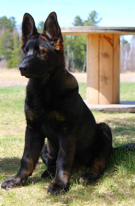 This Is An Absolutely Stunning Sable German Sheperd Dogs German