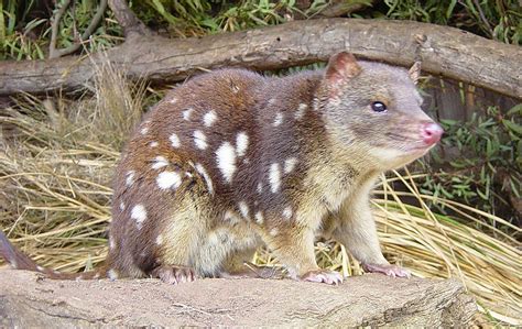 World Of Wildlife Quoll Facts