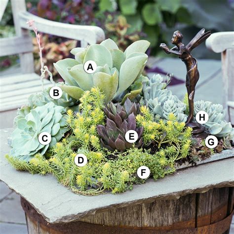 Succulent Container Garden Plans Better Homes And Gardens Container