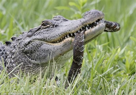 Hungry Alligator Gulps Down Two Whole Turtles In One Go Daily Mail Online
