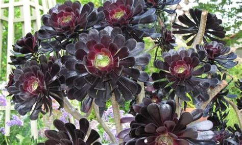 Aeonium blacktop, black rose, black beauty. Aeonium arboreum var atropurpureum Zwartkop - 'Schwarzkopf ...