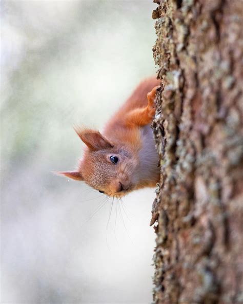How A Wildlife Photographer Rescued Four Baby Red Squirrels Petapixel