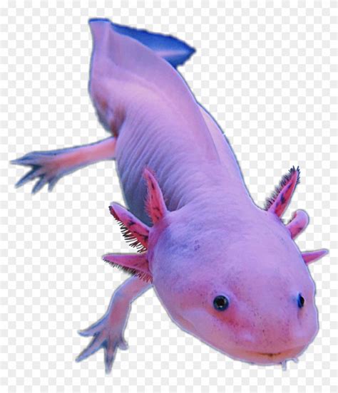Download Axolotl Amphibians Pink Cute Animal Sticker Editfreetoe