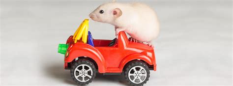 Animal damage to your car is only covered under your insurance policy if you have comprehensive coverage. Garagekeepers Coverage: So I was fixing your car, and this ...
