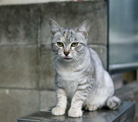 Australian mist adalah ras kucing yang sangat lincah dan menyukai orang. Australian Mist Cat: Breed Personality, Behavior Facts and ...