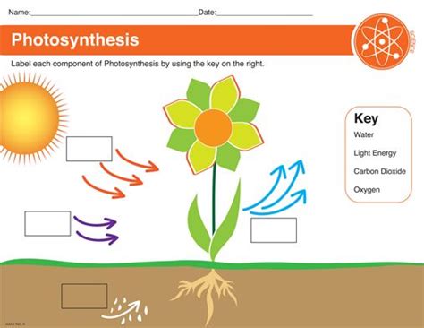 Photosynthesis Worksheet Classroom Photosynthesis Worksheet