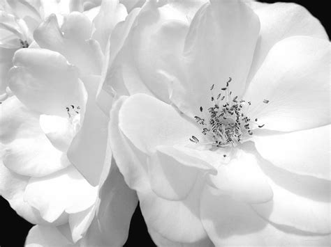 Roses Soft Petals In Black And White Photograph By Jennie Marie Schell