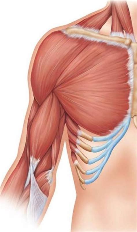 Muscles Of The Shoulder And Arm Anterior Diagram Quizlet