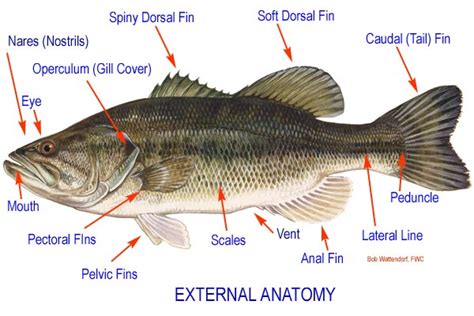 Aqua Fanatic Fish Anatomy