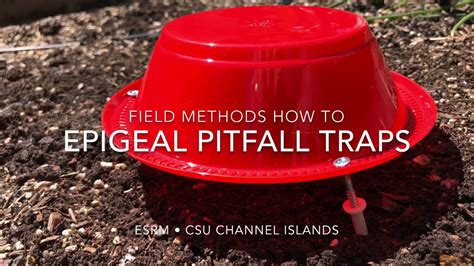 Pitfall Traps Deployment How To Youtube