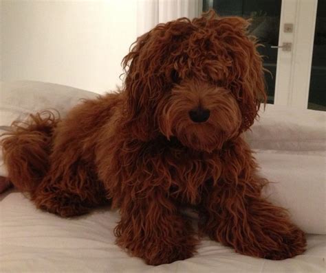 Every dog is proven for clean health and sound temperament. Teddy Bear Goldendoodles | teddy.jpg | Toy goldendoodle ...