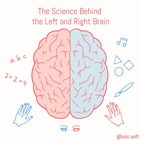The Science Behind The Left And Right Brain Science Communication Club