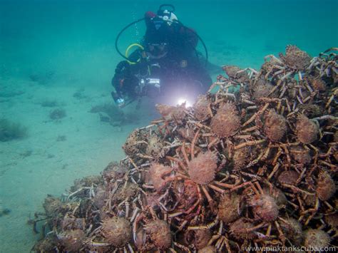 Cangrejos araña construyen una espectacular pirámide antes de la migración - Vista al Mar ...