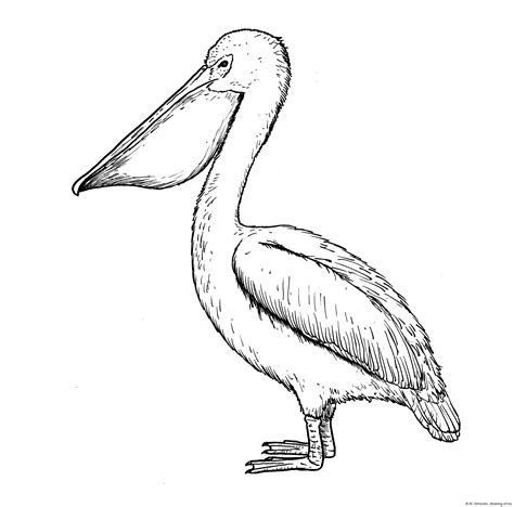 Drawing Of Pelican Line Art Illustrations