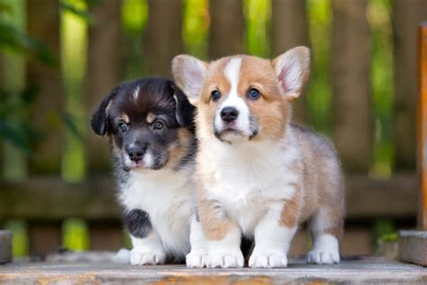 How Much Does A Corgi Cost 2022 Price Guide 2022
