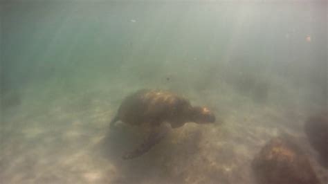 Turtle Beach Youtube