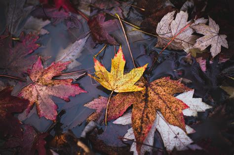 枫树林里秋天的落叶高清图片下载 正版图片500512184 摄图网