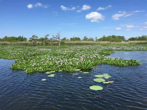 Louisiana Wetlands Recognizing A National Treasure