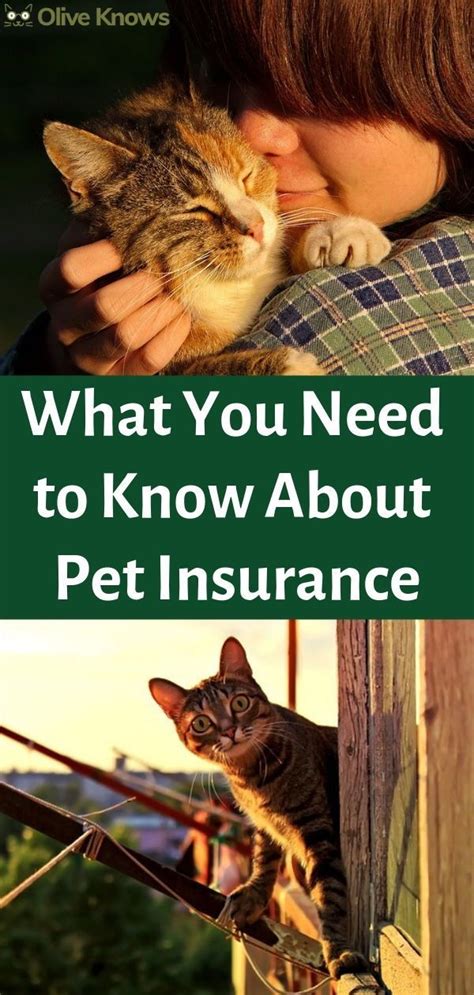 What You Need to Know About Pet Insurance | OliveKnows ...