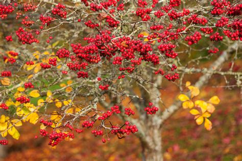 Red Berries Of Crataegus Persimilis Prunifolia In Autumn Small