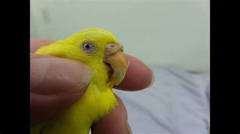 Trimming A Misaligned Beak On A Budgie Youtube