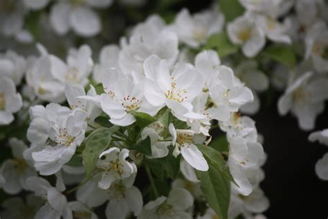 Snowdrift Crabapple Malus X Snowdrift James M Flickr