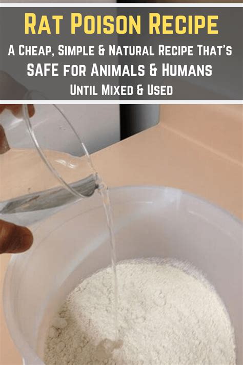 This homemade rat poison attracts the rats with the chocolate or sugar and kills them with the baking soda. DIY Rat Poison Recipe - Cheap, Simple & 100% Safe Until ...