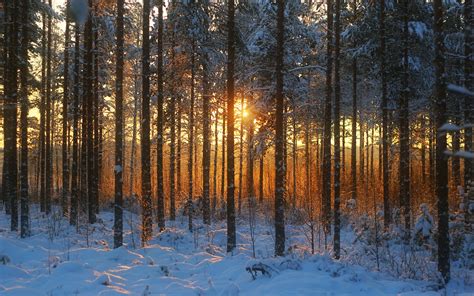 Winter Forest Sunset Snow Trees Wallpaper Nature And Landscape