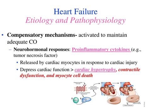Ppt Heart Failure Powerpoint Presentation Free Download Id4740162