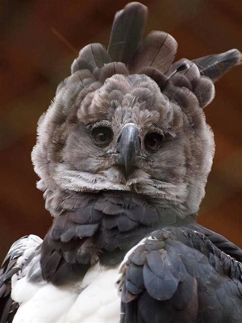 Retrato Águila Harpía Harpia Harpyja La Rapáz Más Poderosa Birds