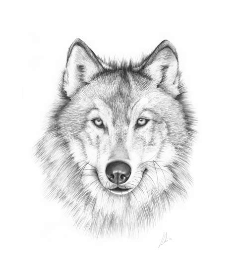 Wolves Drawings In Pencil Images And Pictures Becuo